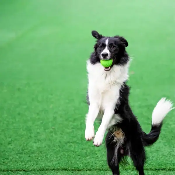 Indestructible Bouncy Rubber Dog Ball - Image 11