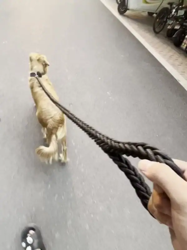 Strong & Durable Training Lead for Big Dogs - Image 6