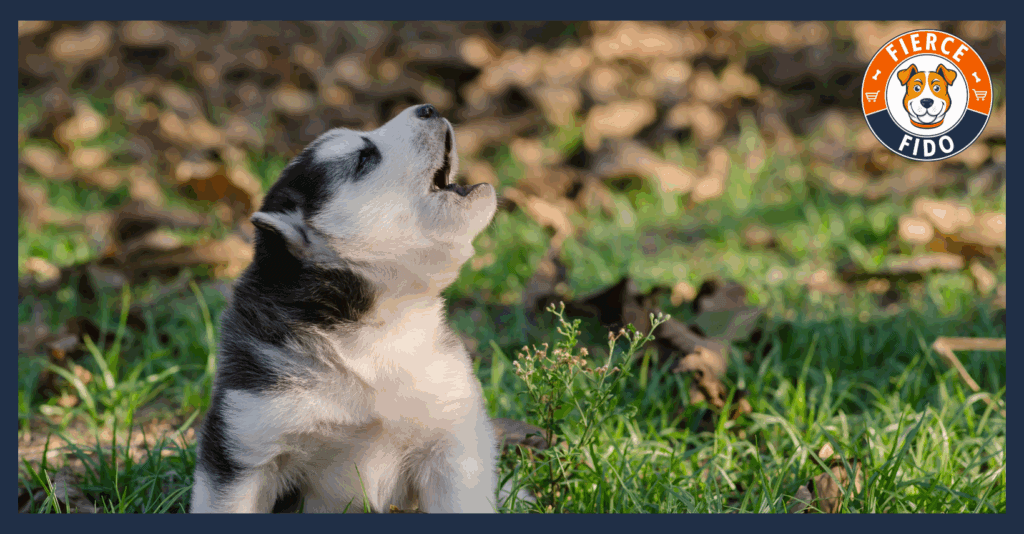 Dog Howling After Owner Leaving.