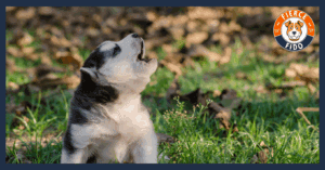 Dog Howling After Owner Leaving.